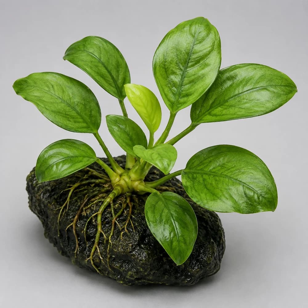 AI-generated illustration of Jade Anubias, not a photograph of sale stock