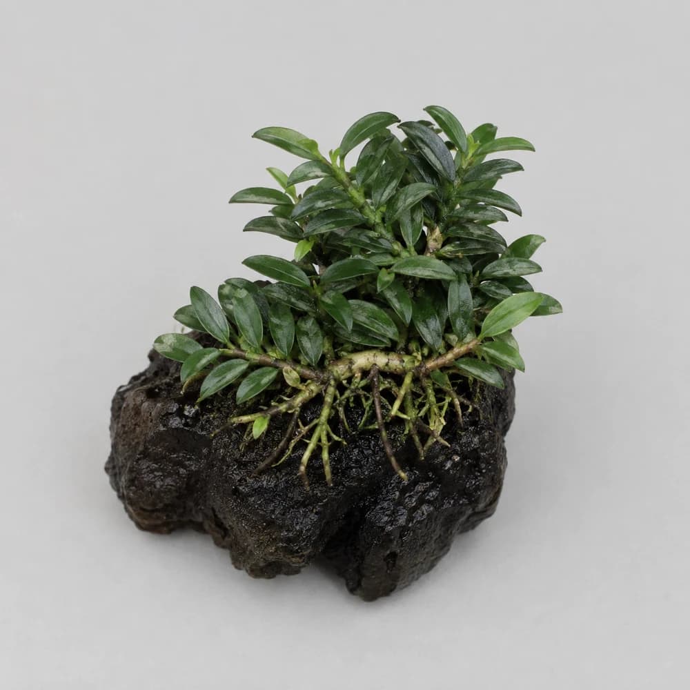 AI-generated illustration of Pangolino Anubias, not a photograph of sale stock