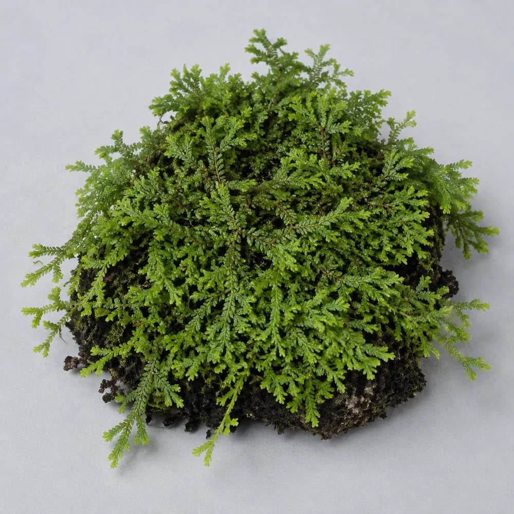 AI-generated illustration of Selaginella apoda, not a photograph of sale stock